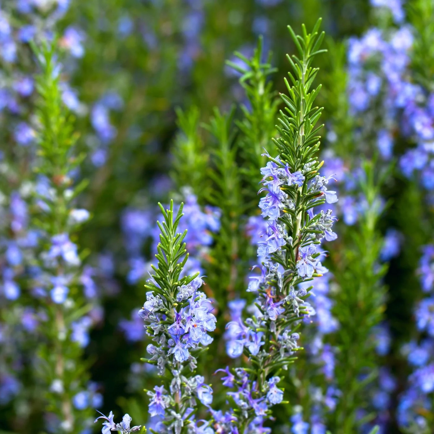 Cây Hương Thảo | Rosemary - Joy Garden