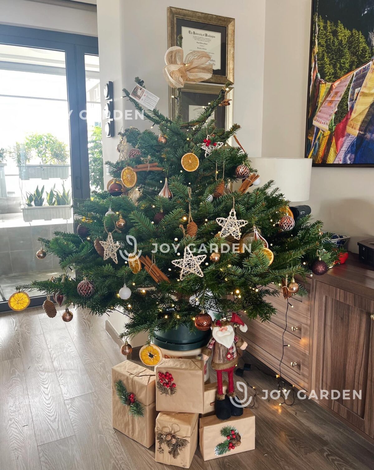 Thông Đan mạch 100-125cm