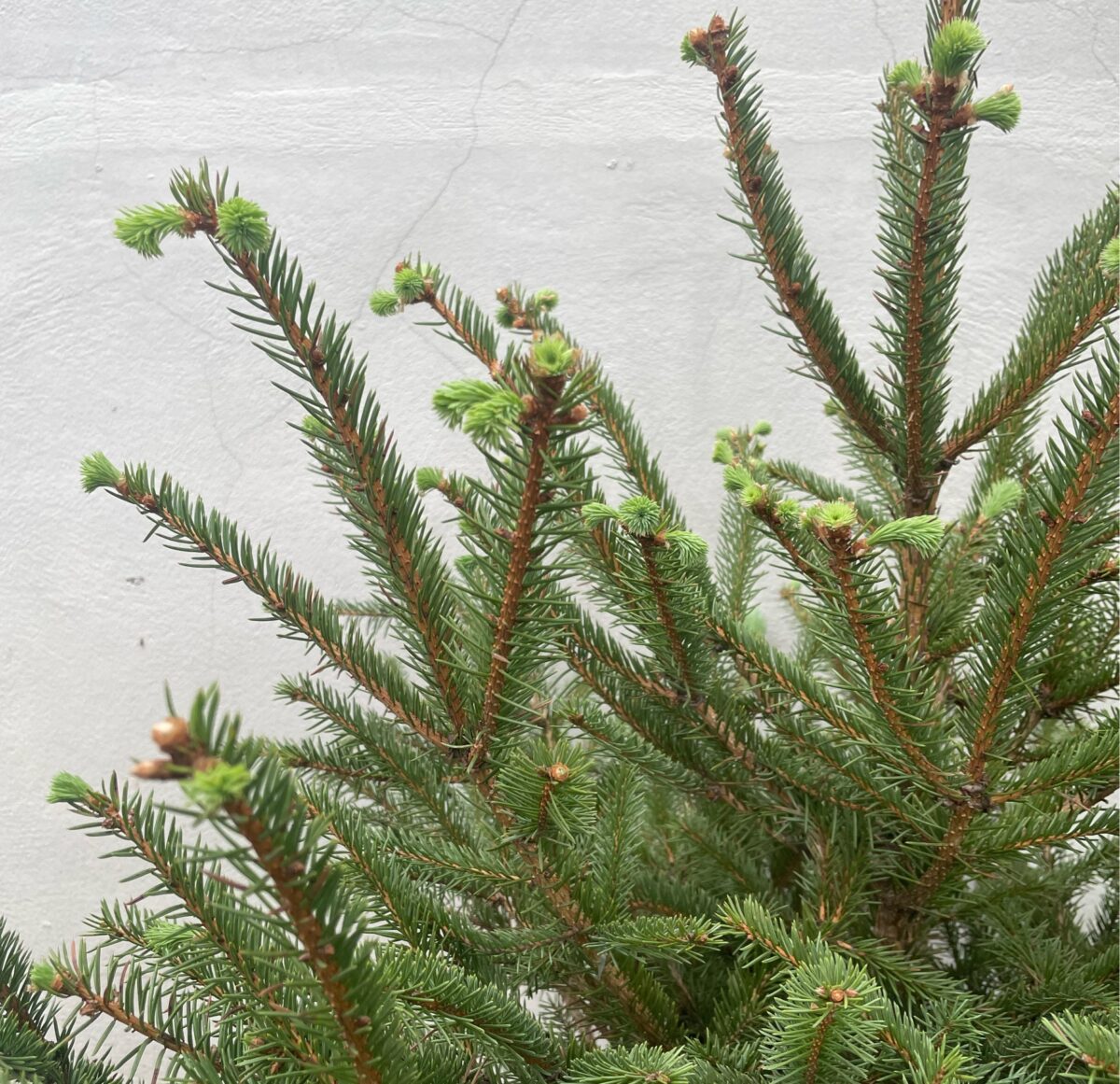 Lá cây thông côn minh