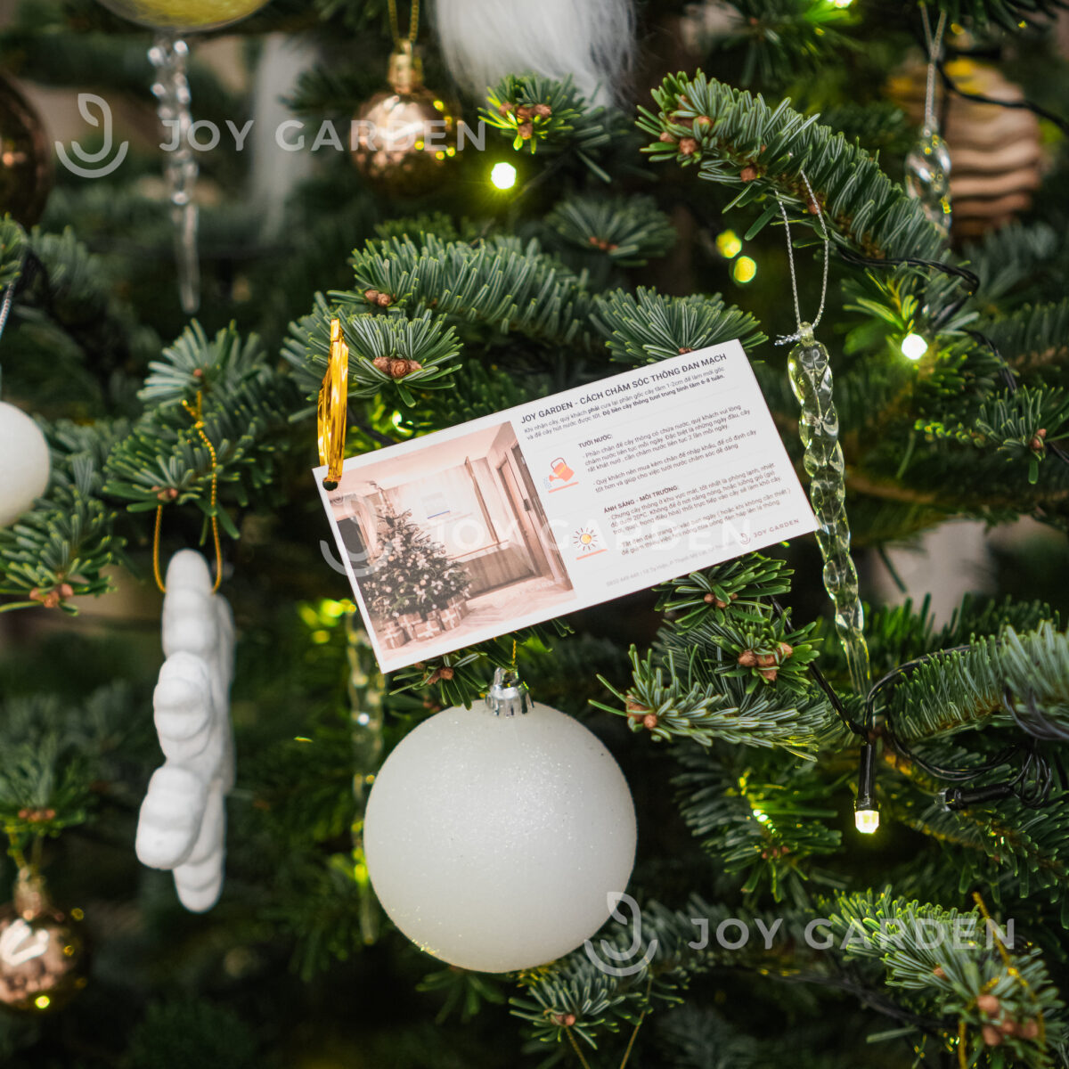 Lá cây thông đan mạch