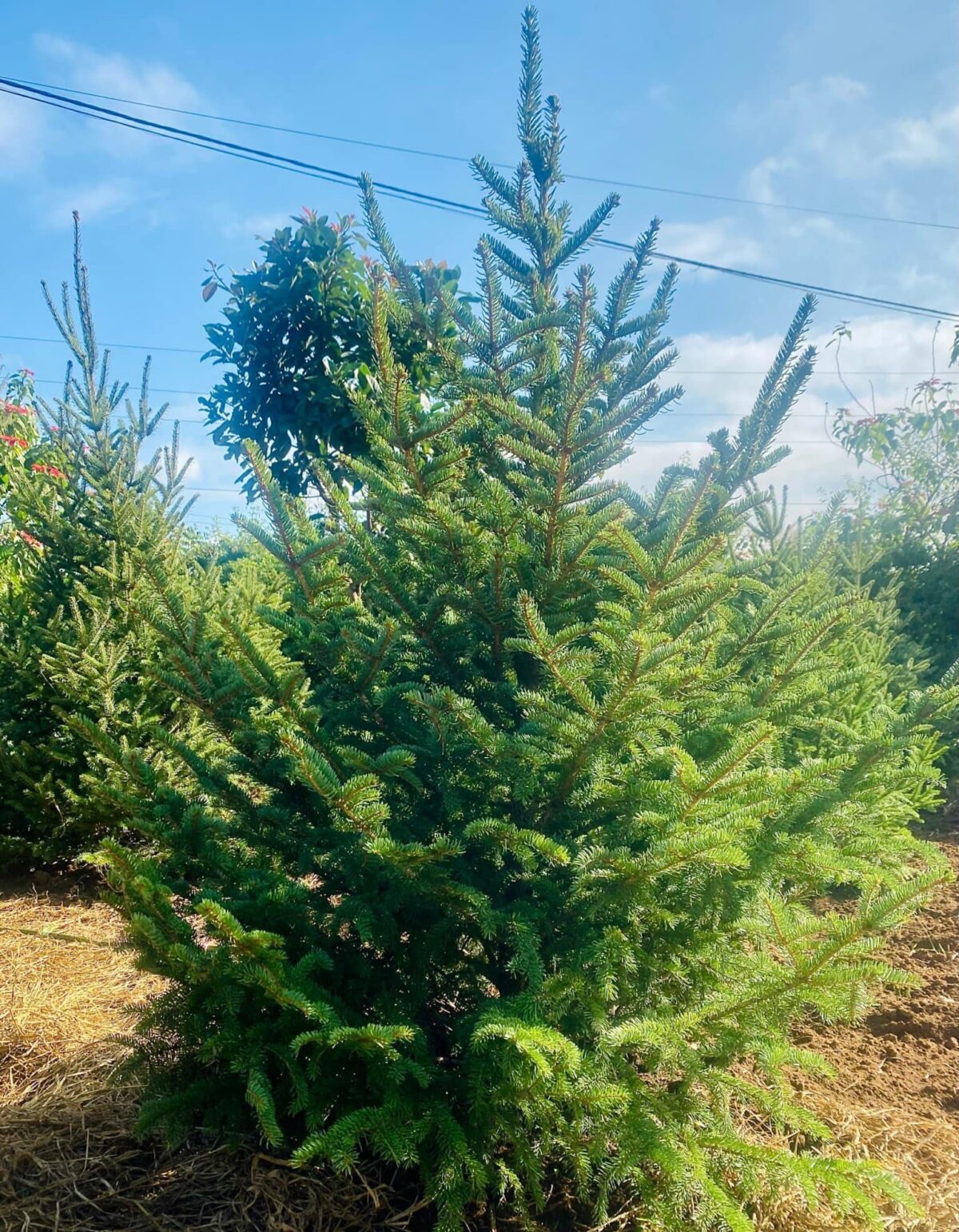 Thông côn minh trung quốc