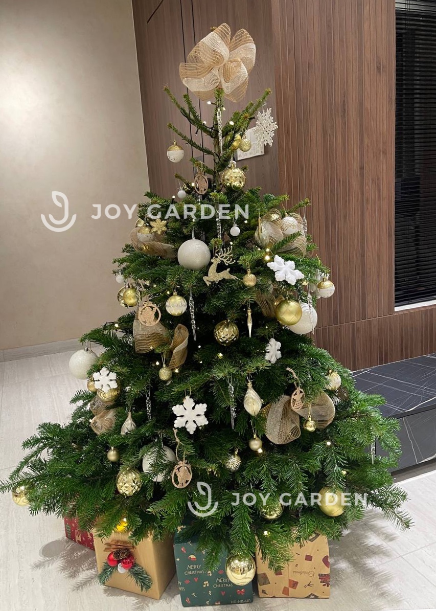 Thông Đan Mạch size 125-150cm đã trang trí