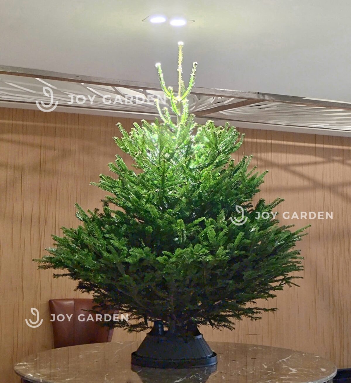 Thông Đan mạch size 125 - 150cm