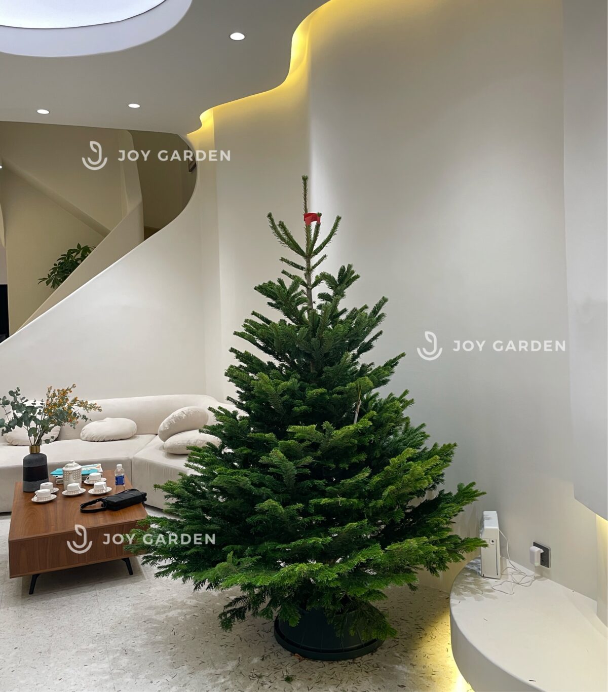 Thông Đan Mạch size 175cm