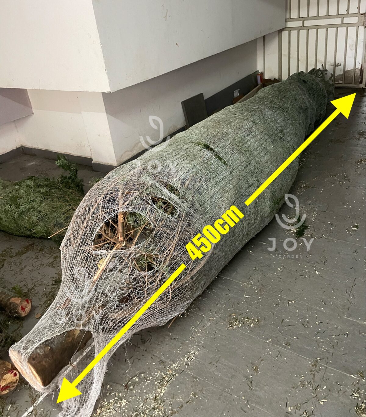 Thông đan mạch 450cm