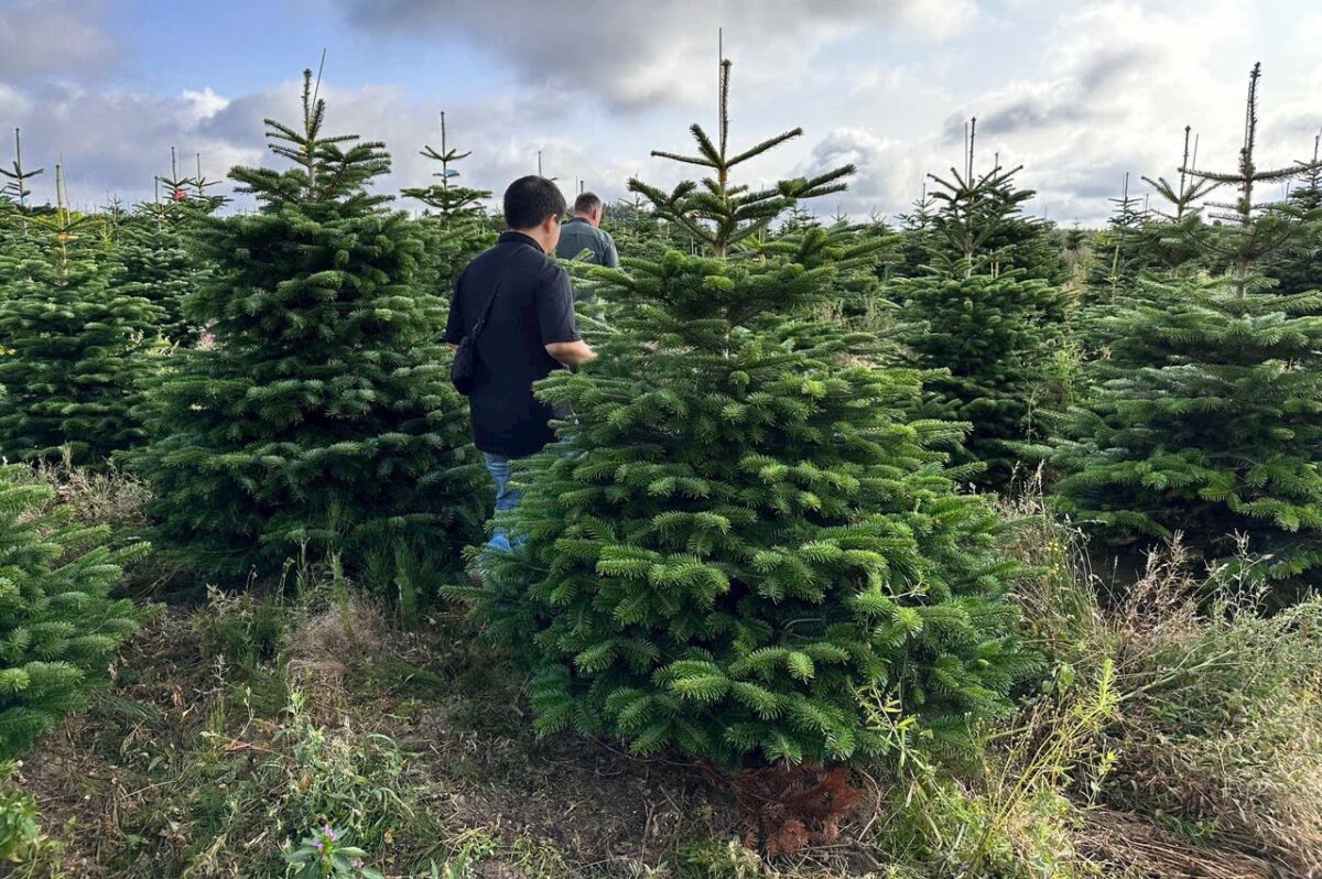 Nông trại thông đan mạch