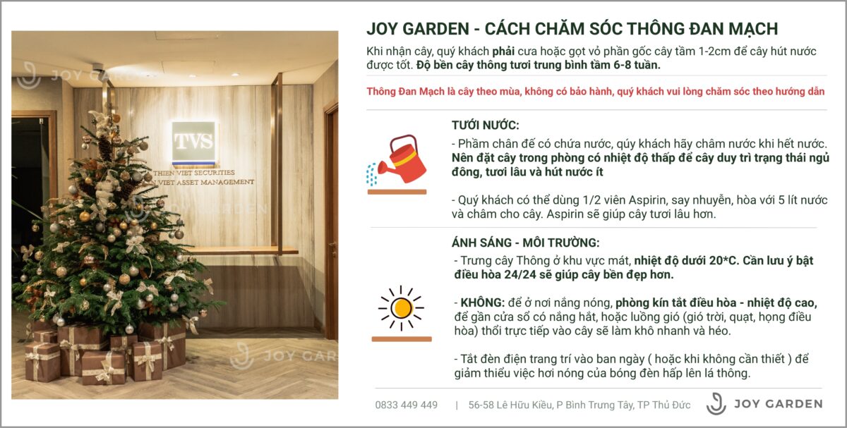 cách chăm sóc thông đan mạch