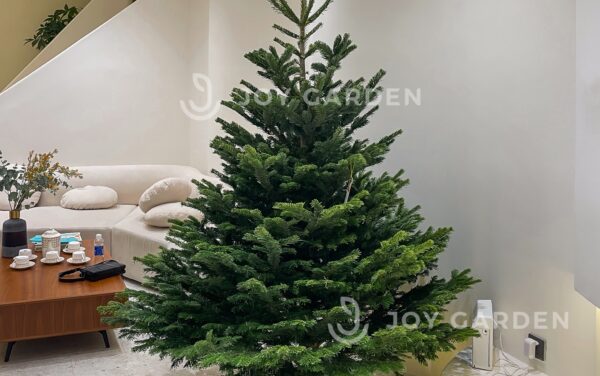 Chăm sóc thông đan mạch